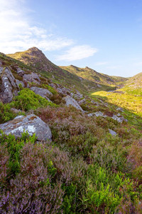 Beautiful pink heather in Tavy Cleave, Dartmoor